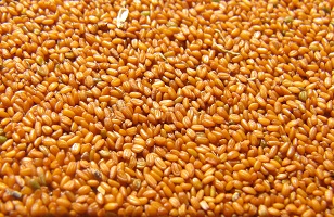 خاکشیر