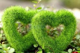 سبزه خاکشیر به شکل قلب